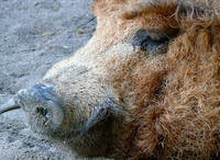 Mangalica Wollschwein